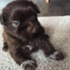 Meet your Posher, Bella